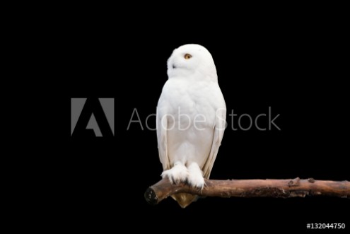 Picture of Schneeeule auf dem Ast Bubo scandiacus